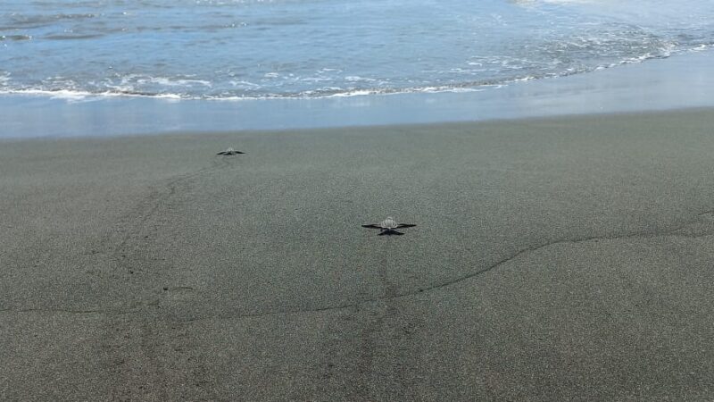 Se fortalece el monitoreo de tortugas marinas en el humedal San San Pond Sak 