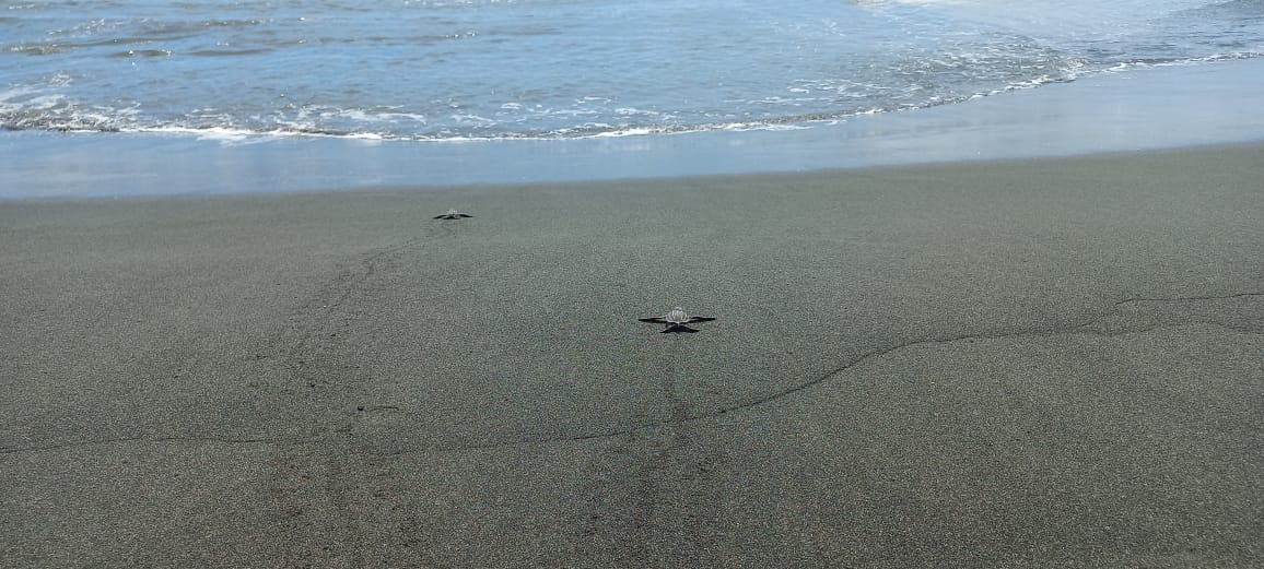 Se fortalece el monitoreo de tortugas marinas en el humedal San San Pond Sak 