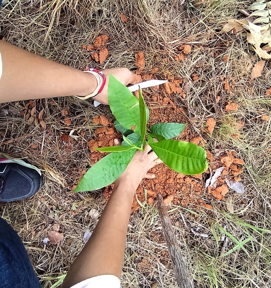 Arranca la jornada nacional de reforestación con siembra masiva en la Reserva Hidrológica Tapagra en Chepo