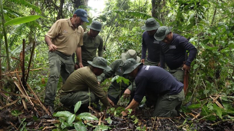 MiAMBIENTE reforesta 1,550 hectáreas a nivel nacional en el 2025