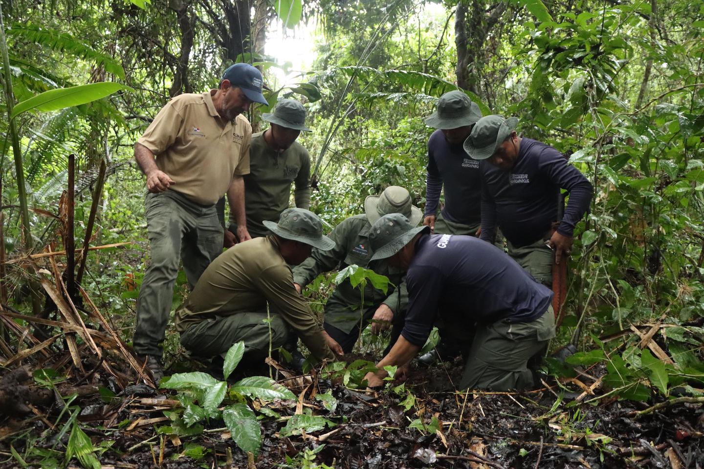 MiAMBIENTE reforesta 1,550 hectáreas a nivel nacional en el 2025