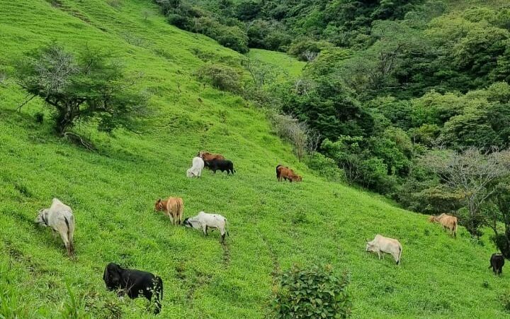 MiAMBIENTE y Fundación Yaguará Panamá desarrollan diálogo comunitario sobre convivencia ganadería–jaguar
