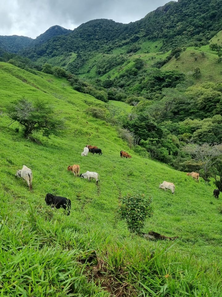 MiAMBIENTE y Fundación Yaguará Panamá desarrollan diálogo comunitario sobre convivencia ganadería–jaguar