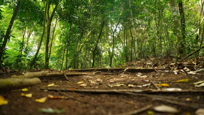 Parque Coiba festeja dos décadas de conservar y proteger parte de la riqueza natural de Panamá