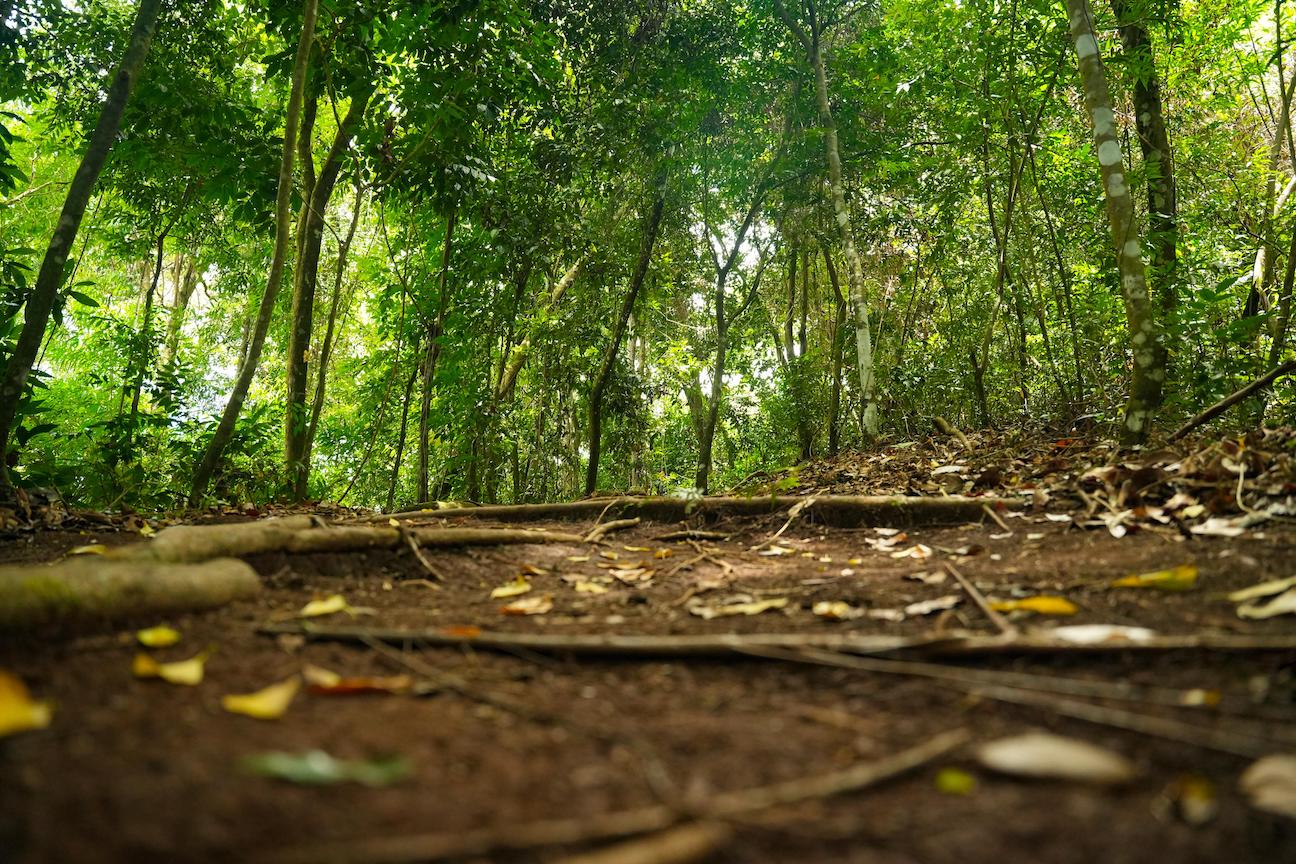 Parque Coiba festeja dos décadas de conservar y proteger parte de la riqueza natural de Panamá