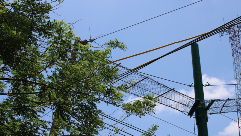 Ministerio de Ambiente trabaja en guía para la implementación de pasos de fauna