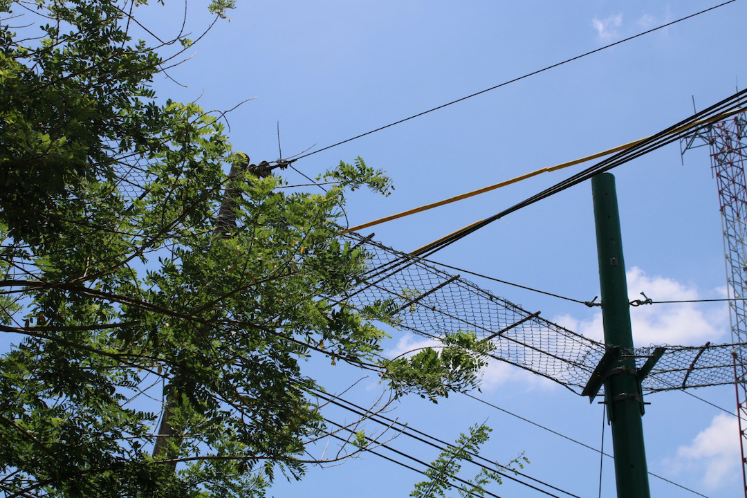 Ministerio de Ambiente trabaja en guía para la implementación de pasos de fauna