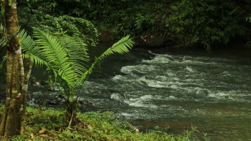 Canal de Panamá y comunidades de río Indio impulsan reforestación para proteger fuentes de agua