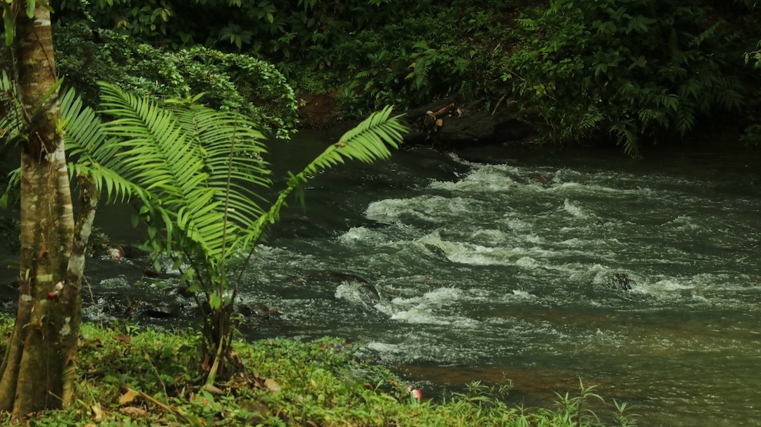 Canal de Panamá y comunidades de río Indio impulsan reforestación para proteger fuentes de agua