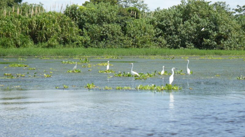 Seis joyas ecológicas que protegen las costas de Panamá a través de sus manglares