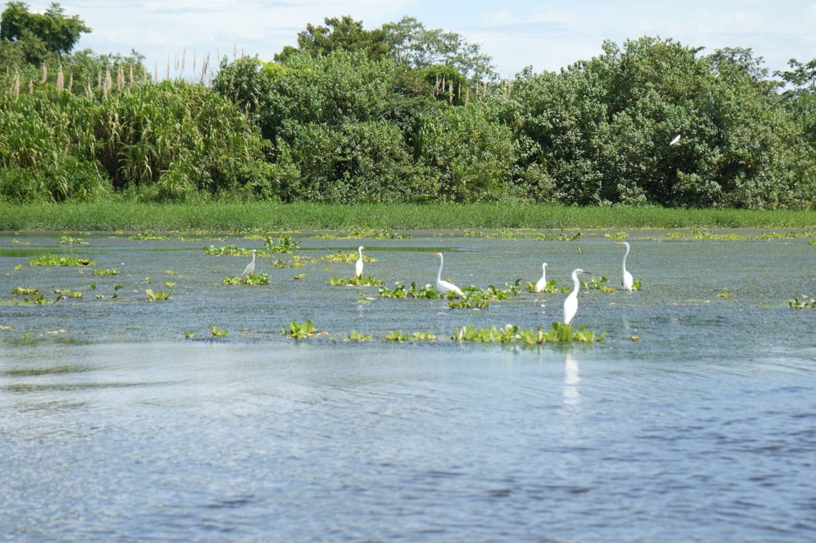 Seis joyas ecológicas que protegen las costas de Panamá a través de sus manglares