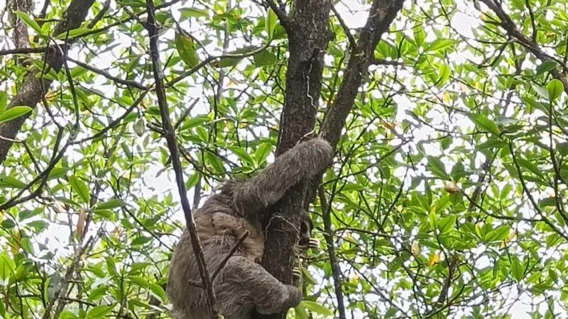Destrucción y desorden ambiental obligan a cierre temporal del área protegida Isla Escudo de Veraguas-Degó