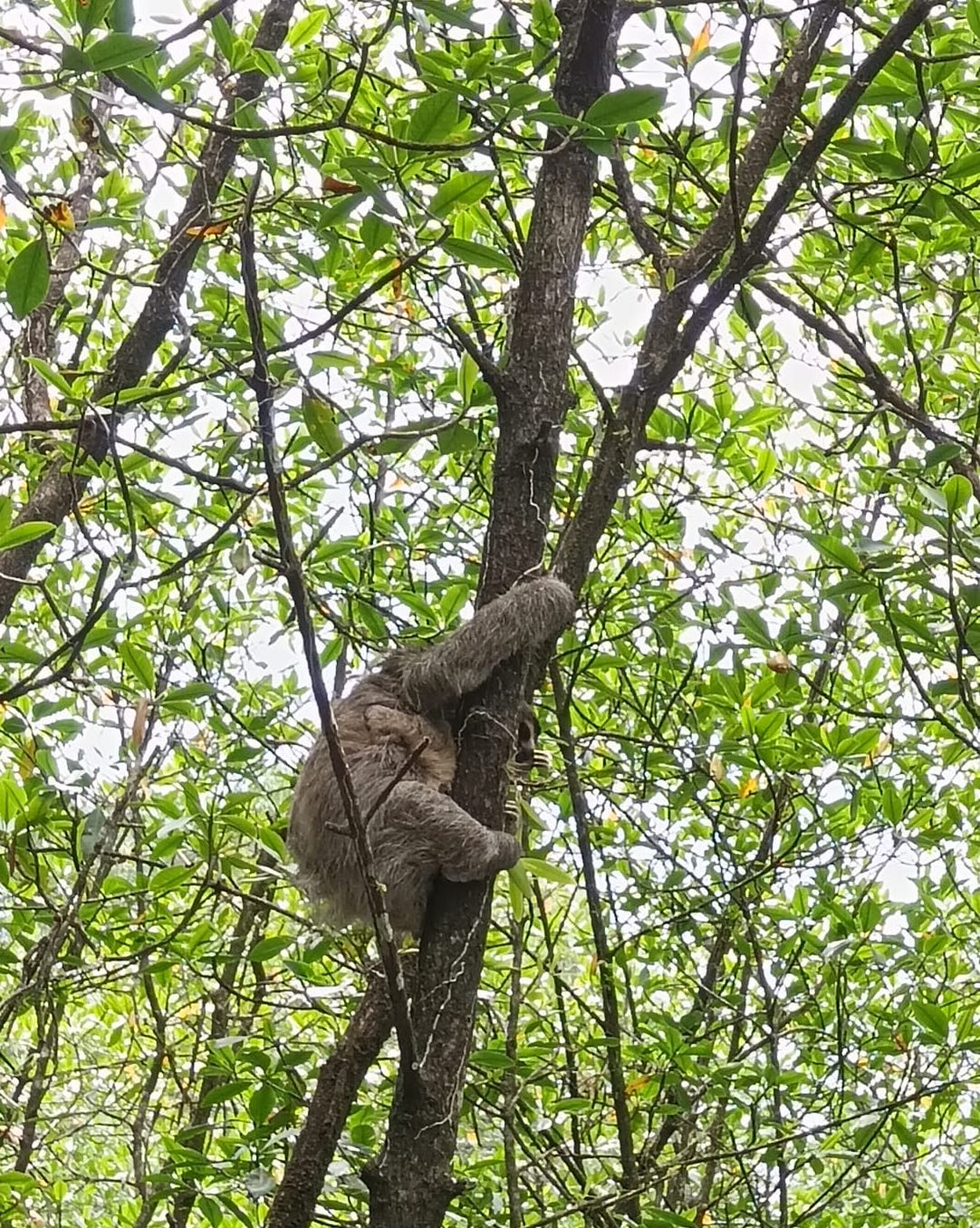 Destrucción y desorden ambiental obligan a cierre temporal del área protegida Isla Escudo de Veraguas-Degó