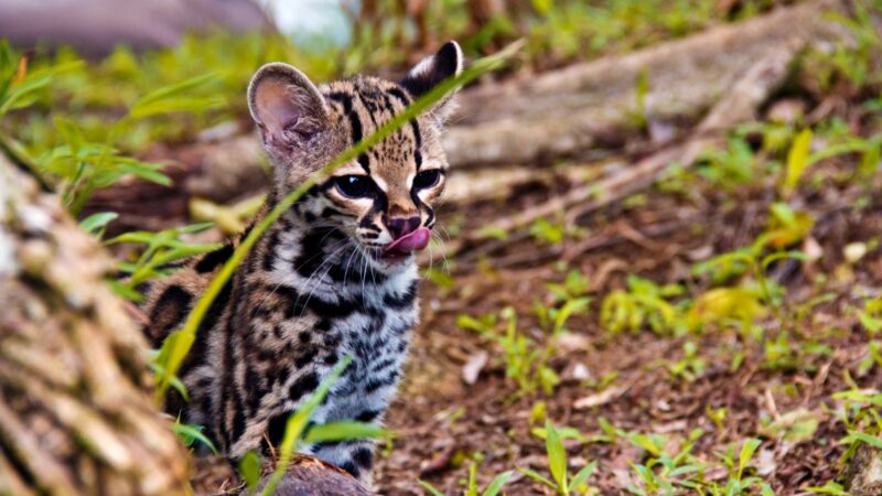 Panamá alberga seis especies de felinos silvestres esenciales para la biodiversidad