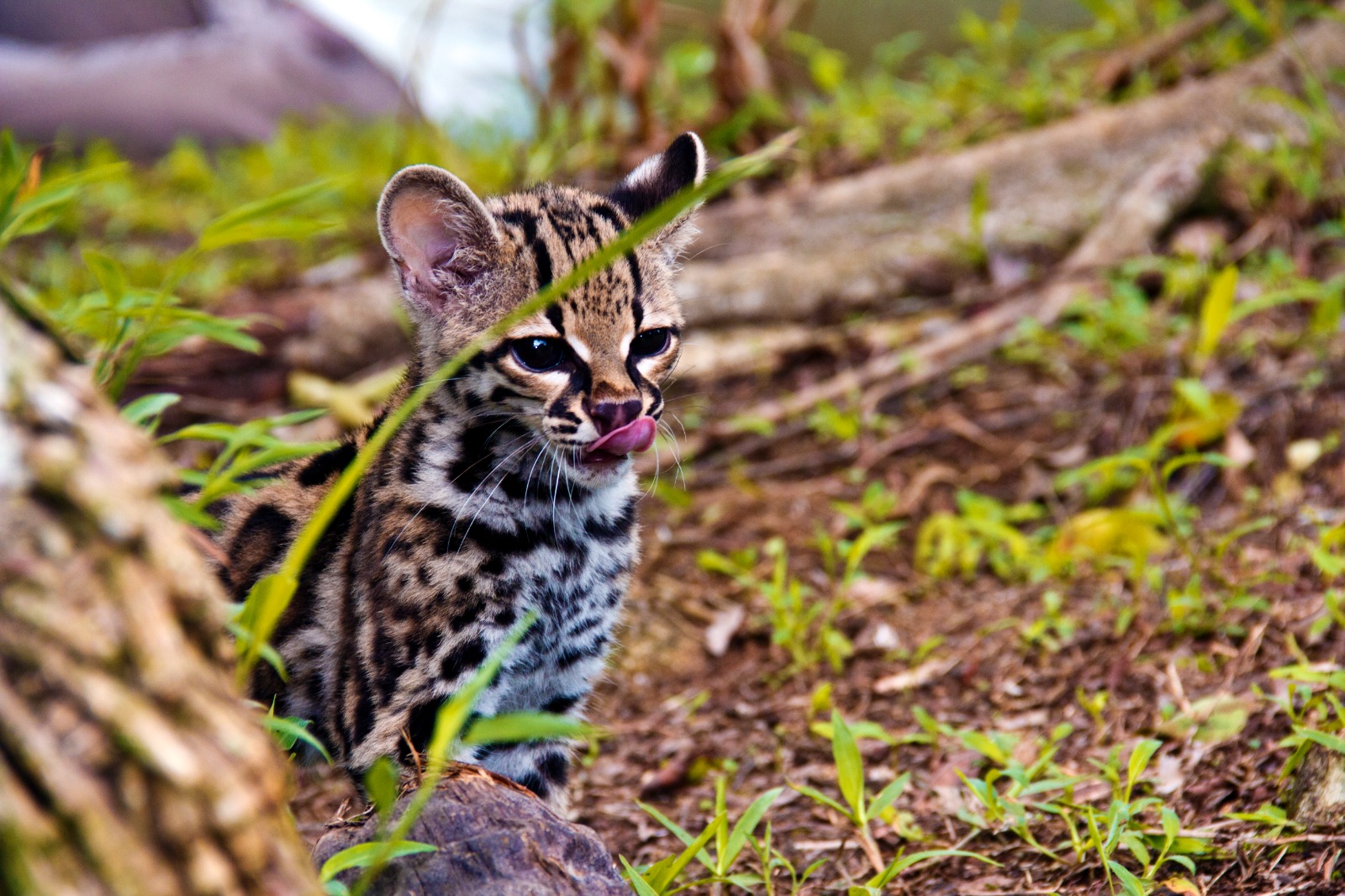 Panamá alberga seis especies de felinos silvestres esenciales para la biodiversidad